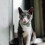 Collier Chat Vert 1 Tissu Doux Chic Confortable 10