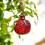 Realistischer Obst-Briefbeschwerer aus Glas,-Granatapfel 2