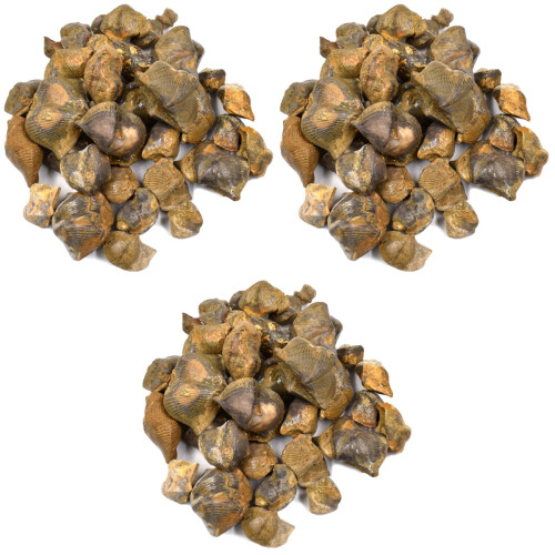 3 Packs Brachiopod Table Ornament Classroom Teaching Decor 2