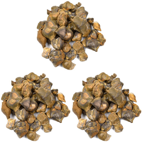 3 Packs Brachiopod Table Ornament Classroom Teaching Decor 1