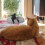 Pet Haven: Κρεβάτι σκύλου κατά του άγχους, Πλενόμενο κρεβάτι σκύλου και γάτας από 5