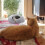 Pet Haven: Κρεβάτι σκύλου κατά του άγχους, Πλενόμενο κρεβάτι σκύλου και γάτας από 4