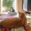 Pet Haven: Κρεβάτι σκύλου κατά του άγχους, Πλενόμενο κρεβάτι σκύλου και γάτας από 6