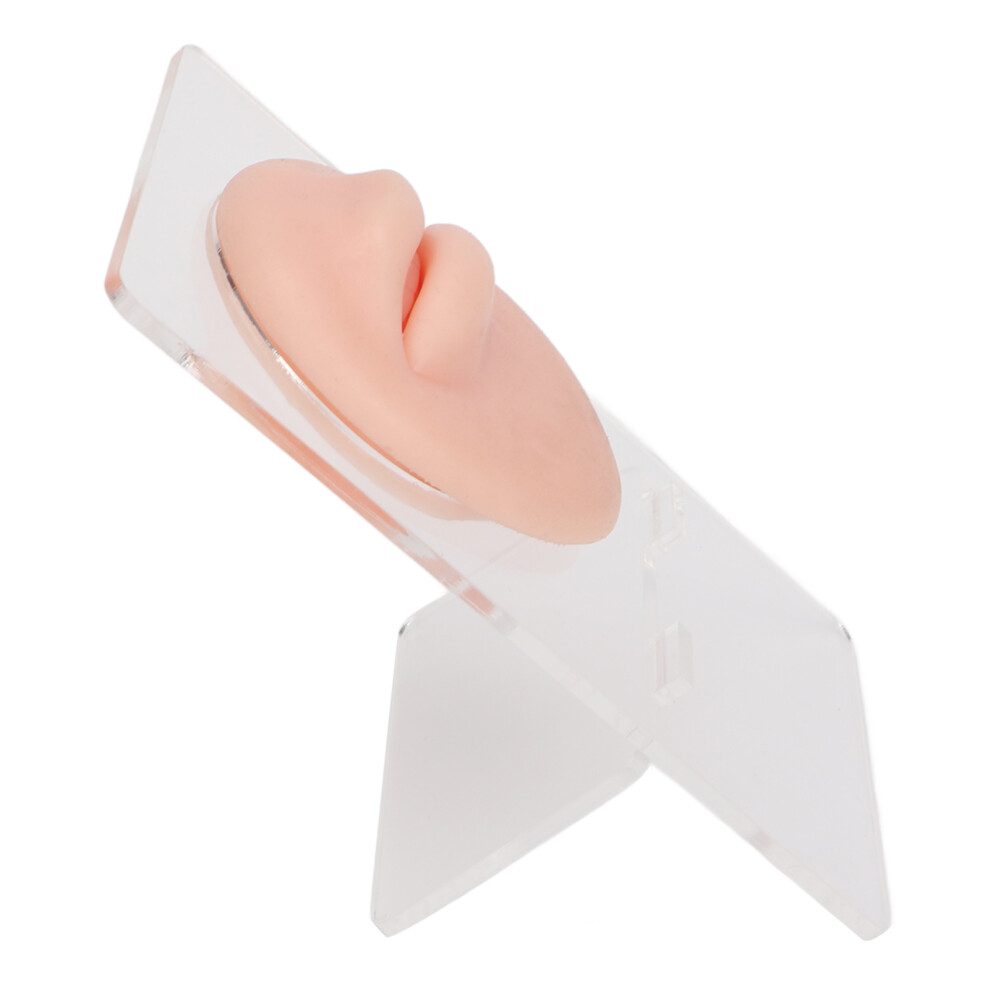 Light Simulated 3D Mouth Model Piercing Practice Silicone With Acrylic Stand Skin