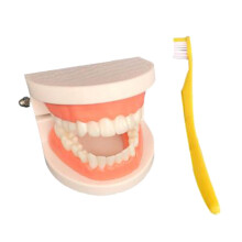 Teeth Model Brushing Tooth Education Teaching Aids Toy for Kids Childr