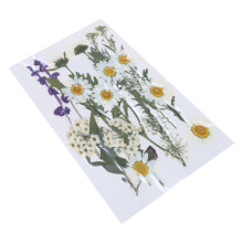 Dried Pressed Flower for Resin Natural Dry Flower-J style