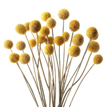 Craspedia Flowers Button Yellow, Enhances Living Environment With Artistic Atmosphere, Suitable For Various Craft Projects, Realistic Appearance,