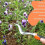 1 piece Orange - hand weeder, root puller, weeder, weeding tool, weeder, weeder, weeder, tool with rubber handle, length: 29cm 5