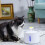 Fontana e distributore automatico di acqua per gatti 3