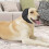 Προστασία ακοής Σκύλος με ηρεμιστικά ωτοασπίδες Μείωση θορύβου Ακουστικά σκύλο 4