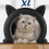 Μεγάλη εσωτερική πόρτα για γάτες, πόρτα για γάτες, πόρτα για γάτες, γατάκια και 1