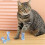 Ελαφριά και εύκαμπτα παιχνίδια Catnip, διαδραστικό παιχνίδι γάτας Bounce and Chase για 5