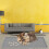 Tapis antidérapants pour chats, imperméables, pour litière,-1 4