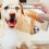 Brosse de toilettage pour chien, brosse de bain de-Orange 4
