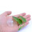 Betta Leaf Pad Hammock Breeding Bed Double-Double outfit 5