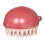 Pet Bath Massage Brush Quickly Cleaning Brush Tools-Red 1