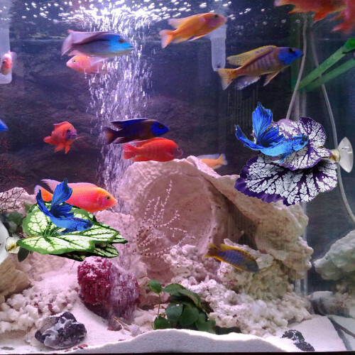 Betta Double Leaf Hammock Fish Shrimp Leaf Bed Resting-purple 2