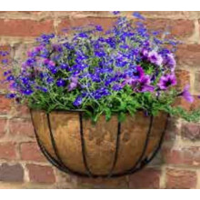 Wrought Iron Wall Basket Planter with Coco Liner