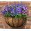 Wrought Iron Wall Basket Planter with Coco Liner 1