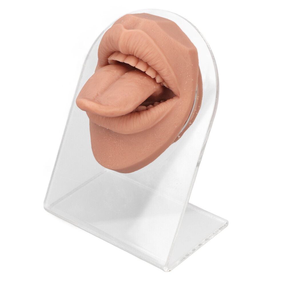 Silicone Piercing Practice Tongue and Mouth Model Lifelike Skin Texture Smart Energy Saving Features with Sturdy Acrylic Base for Teaching and Visual