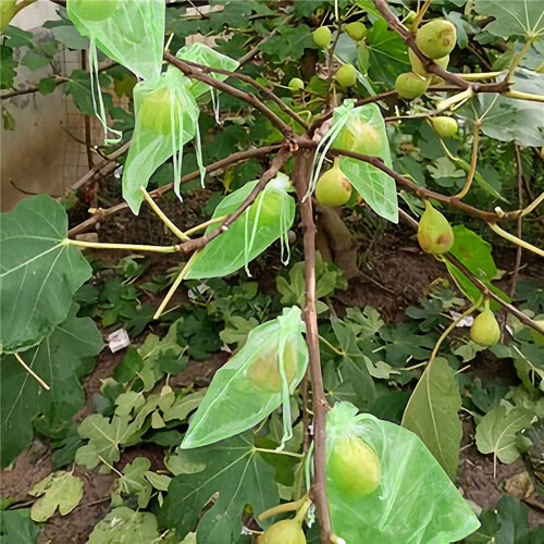 Verstelbare polyester tuintassen-Fruitgroen 17 23cm 2