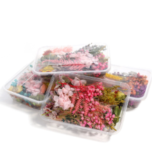 Paleta de la Naturaleza, Flores Secas Surtidas para Manualidades Creativas y Aromaterapia