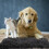 2Pièces Chaud Peluche Pour Chats Coussin 10