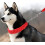Dog leash for outdoor walks, no pulling, practical nylon leash, adjustable towing rope for large dogs Ref: 2685 3