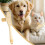 Flea Comb for Cats and Dogs  With Release Button  Ergonomic Deshedding Tool Yellow 4