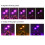 Double Head LED Grow Light for Succulents, 52 LEDs, USB Powered 7
