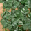Outsunny Outsunny Artificial Leaf Hedge Panel Garden Fence Privacy Screen on Roll 1m x 3m 9