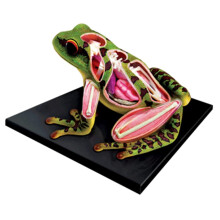 Anatomical Models 31Piece Frog Internal Organs Anatomy Model With Removable Organs For Educational Animal Teaching