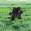 Small Electric Drill Pump for Water Liquid Delivery ABS Black 3
