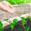 Outsunny Outsunny 2 x 100m Weed Membrane, Heavy Duty Weed Control Membrane 4