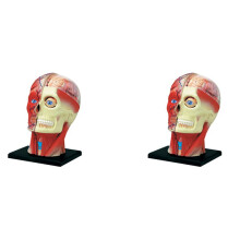 2X Medical-Torso Human Body Model Education Muscles Nerve Organs Model for Student Teaching Study Assembling Model