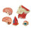 2X Medical-Torso Human Body Model Education  Muscles Nerve Organs Model for Student Teaching Study Assembling Model 5