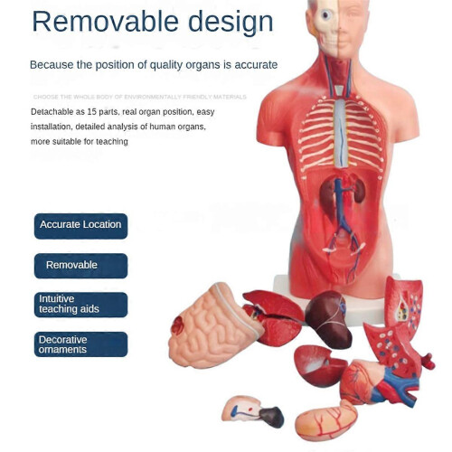 Maniquí de torso anatómico con 15 piezas desmontables 1
