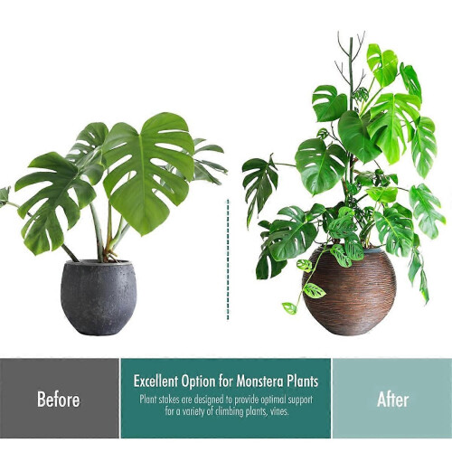 Set di supporti e legacci per piante Monstera, tutori per piante con stelo in schiuma per piante da interno 2