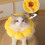 Sunflower Pet Collar Cat Collar Licking-Proof, Biting-Proof and Scratching-Proof Protective Collar M 6