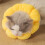 Sunflower Pet Collar Cat Collar Licking-Proof, Biting-Proof and Scratching-Proof Protective Collar M 4