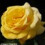 Arthur Bell Climbing Rose - 5.5L Pot (Live Plants) 1
