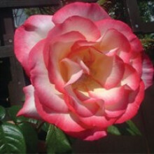 Handel Climbing Rose - 5.5L Pot (Live Plants)