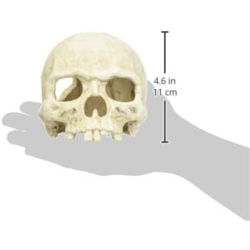 DSM Affenschädel 2