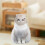 Cat Muzzle BallStyle, Size L, Khaki White, AntiLicking, BitePrevention for Kitten Pets 4