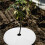 10 Pièces Tissu Désherbant Non Biodégradable Pour Jardin 6