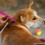 Nonirritating Tick Hook Tick Hook for Long Haired Pets 3pcs Pet Flea Remover Set Effective Tick Removal Tools for Pets Pink 4