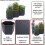 Jardinière sur pied MCW-P64 (lot de 3) 3