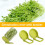 Sprouting Lid for Wide Mouth Mason Jars with Stand, Optimized Airflow and MultiVegetable Support 2