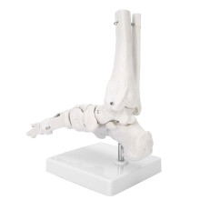 Modèle de squelette du pied droit, haute qualité, conception flexible, modèle flexible de l'articulation de la cheville et du pied pour les