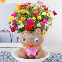 Grass Head Hair Growth Toy  Grass Head Plant Grows in Bonsai Pots  Grass Head Doll